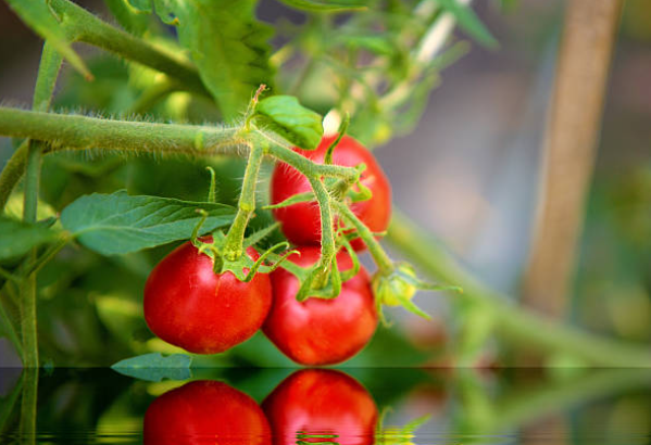 فطر الفيوزاريوم أو الذبول في الطماطم, أسبابه و مكافحته.