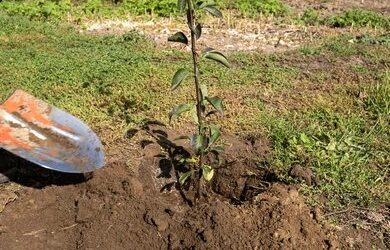 الموضوع الأول من السلسلة الشاملة، دليل غرس الأشجار المثمرة :  اختيار الموقع المناسب لزراعة الأشجار المثمرة.